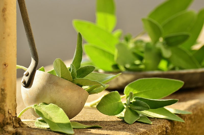 8-herbs-you-can-grow-indoors